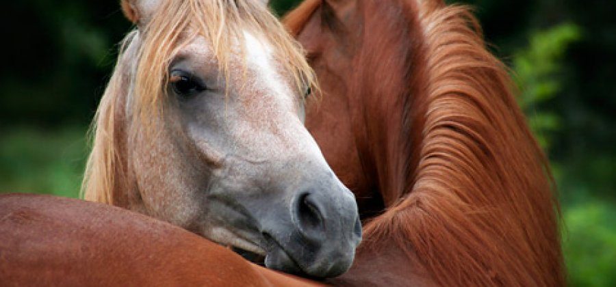 4 ways to celebrate 'Cup Day' (without hurting horses!) | Animals Australia