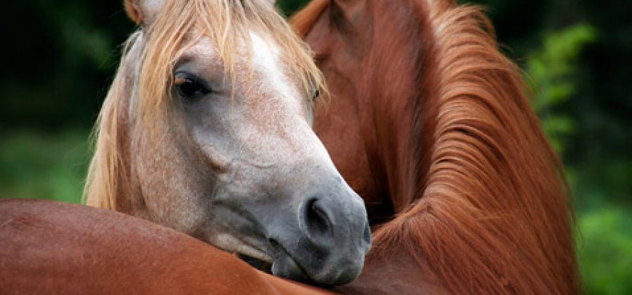 A white horse resting their head on the back of a brown horse.
