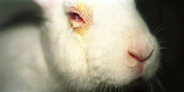 Animal testing: how to spot it — and how to avoid it! | Animals Australia