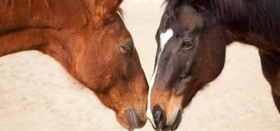 Two horses touching heads
