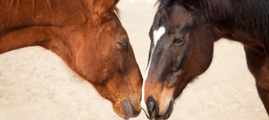 4 reasons horse racing isn't fun for horses | Animals Australia