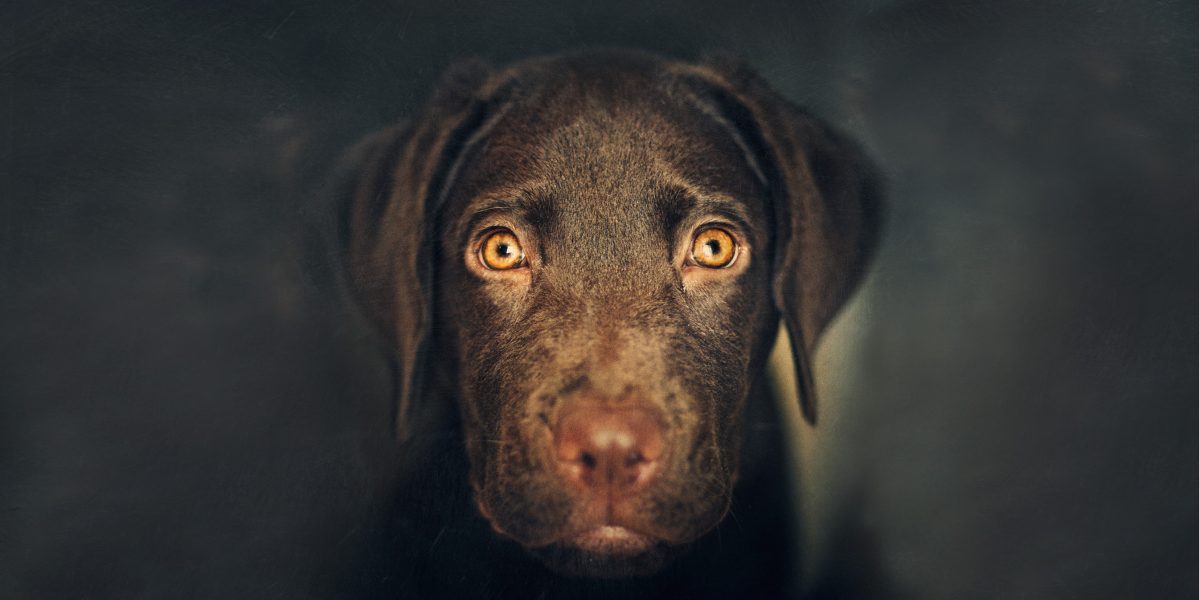 A sad brown Labrador puppy looking directly at camera.
