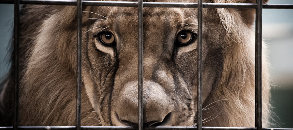 4 things we need to stop telling ourselves about animals in zoos | Animals  Australia