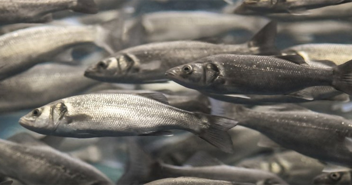 Fish in farms suffer from severe depression, research finds | Animals Australia