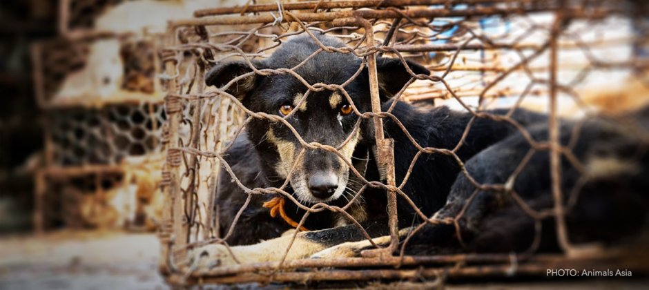 Why China's Yulin dog meat festival is a wake-up call to the world |  Animals Australia