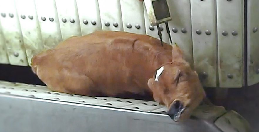 Slaughter cruelty exposed | Animals Australia