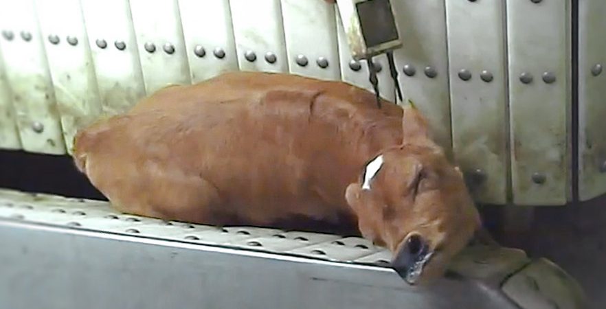 Slaughter cruelty exposed | Animals Australia Slaughter cruelty exposed | Animals Australia