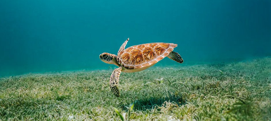 Turtle swimming in the ocean