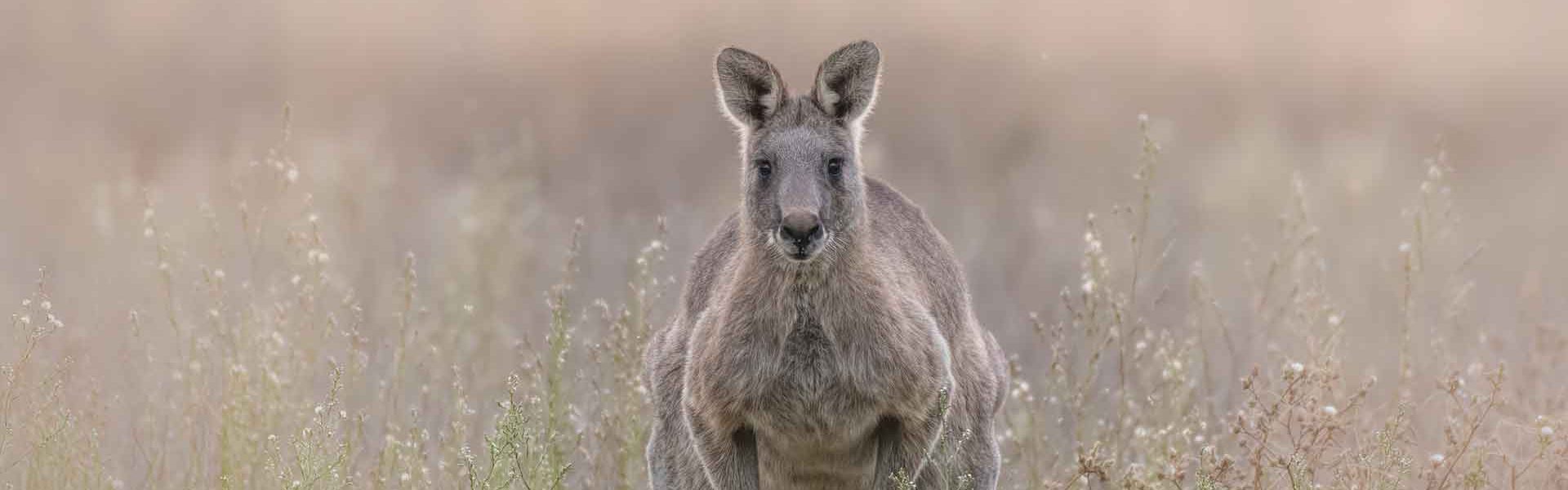 Kangaroo shooting in Australia is mass-slaughter of wildlife... for profit  | Animals Australia