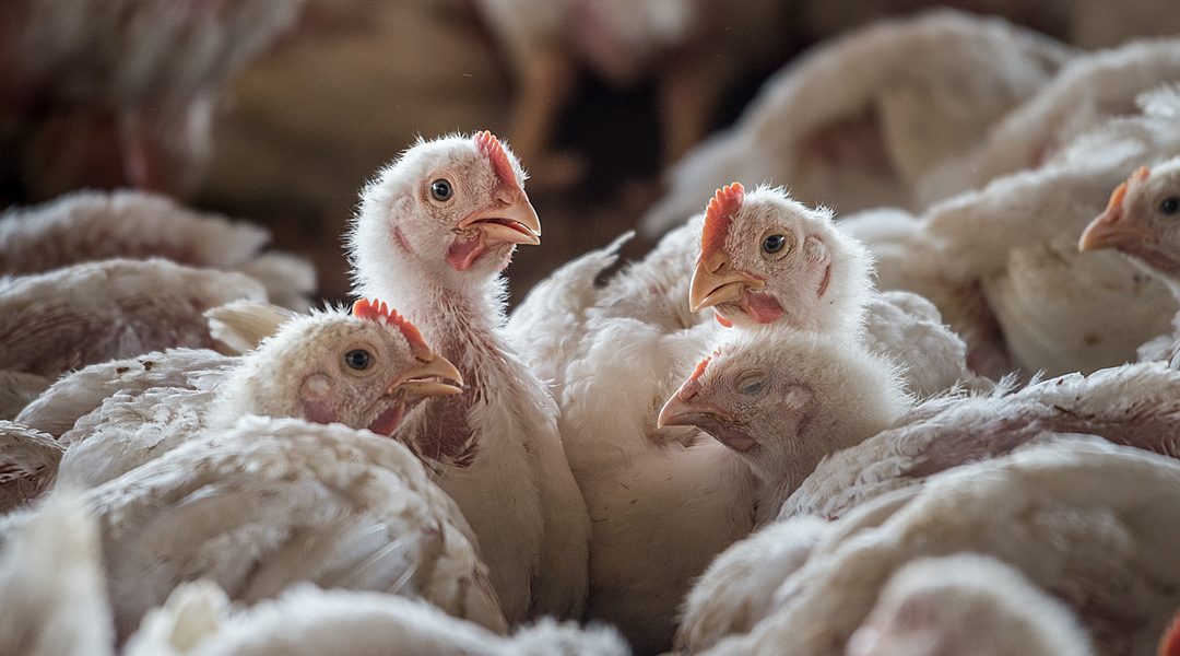 The reality of chicken farming: short, painful lives | Animals Australia