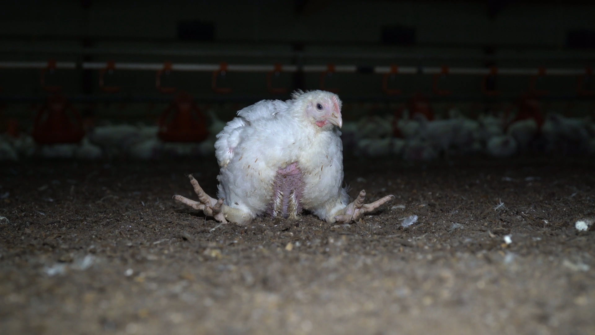 A lone broiler chick sits on a dirty floor of a factory farm, struggling to walk with their rapidly growing body.