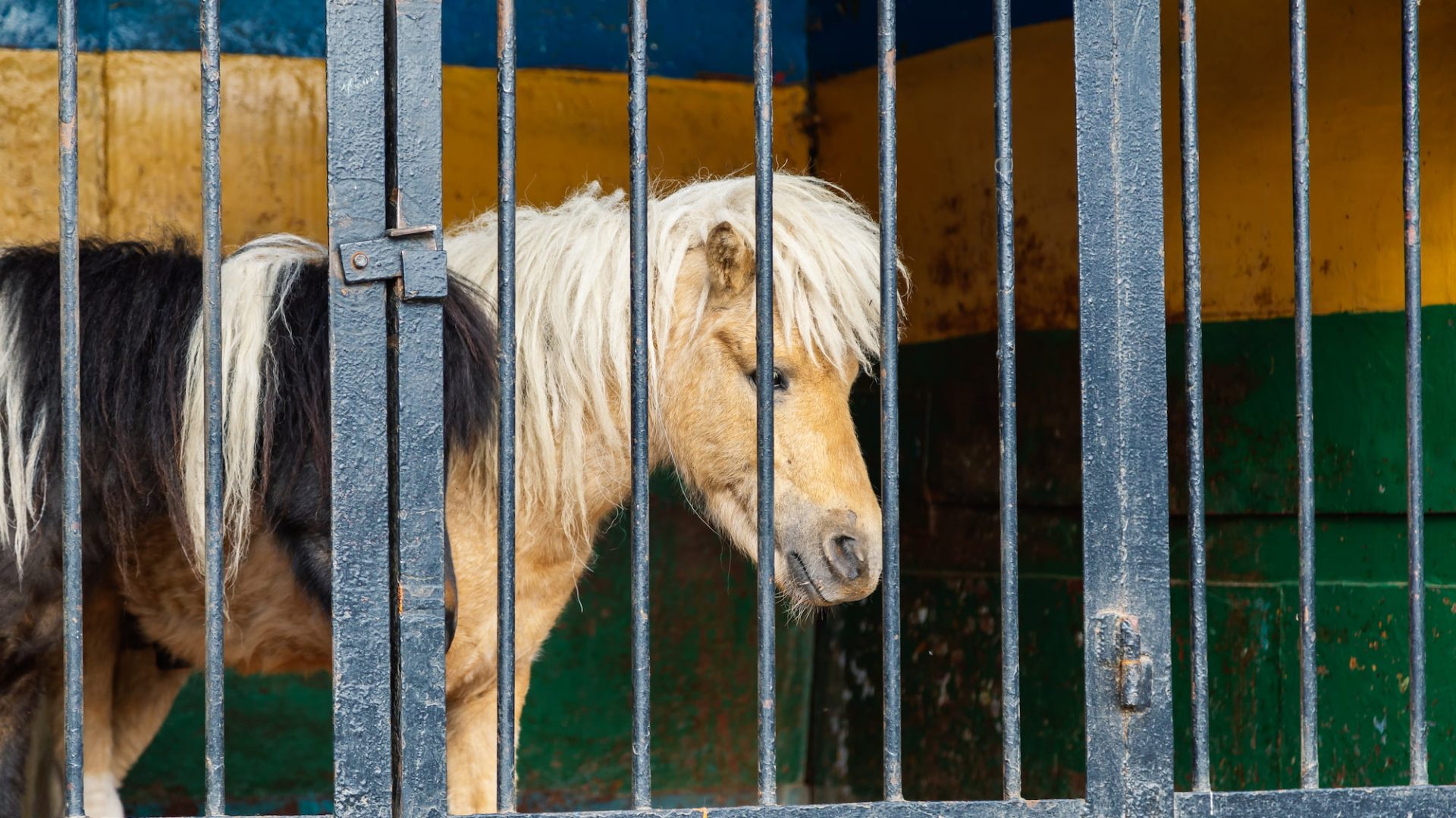 Two ponies (one caramel coloured and the other darker brown) look through the bars of a barren cage.