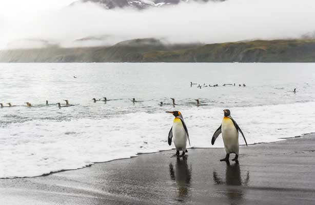 Two king penguins stand on the shore, and dozens of penguins swim in the ocean behind them. There are mountains covered in mist in the distance.