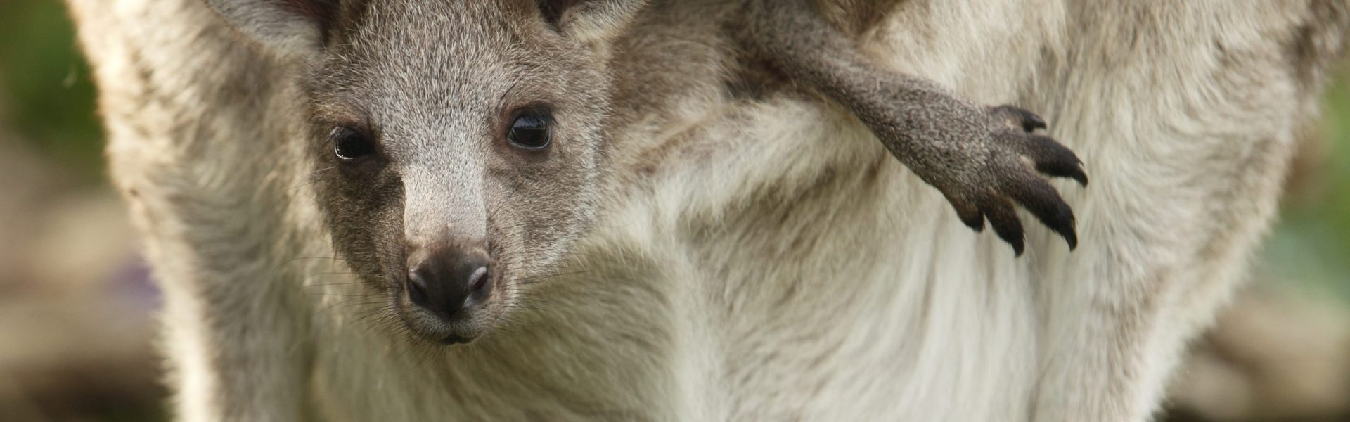 Hollywood stars urge Nike save (Join them!) | Animals Australia