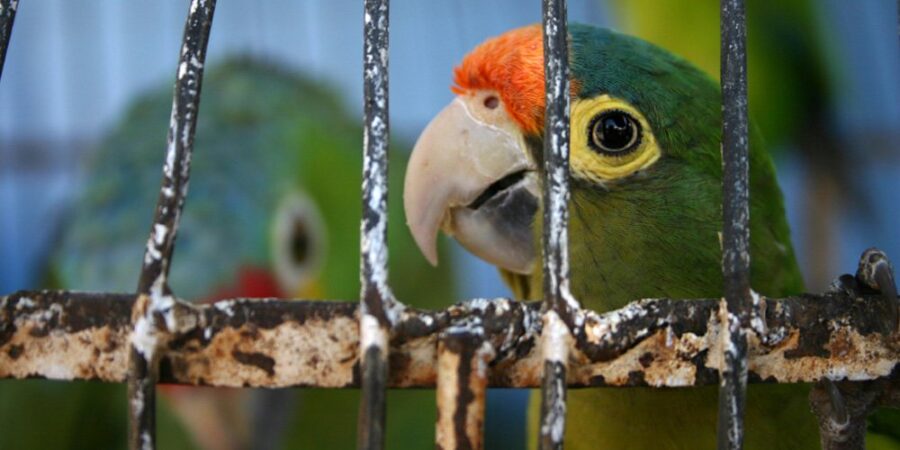 Caged Birds - Animals Australia