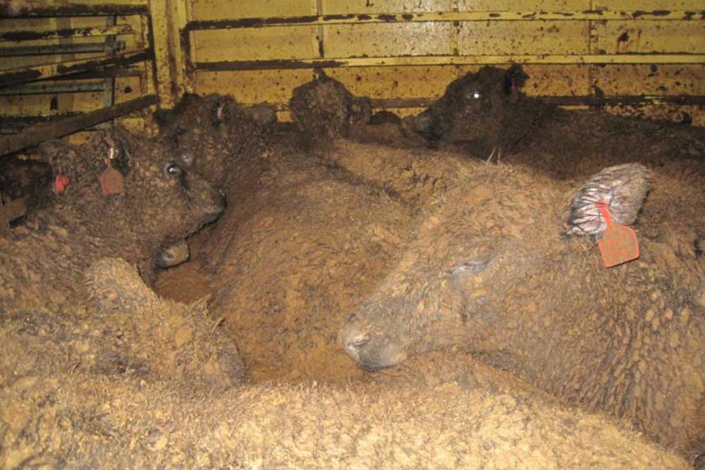 Cattle (cows/bulls) sitting in a pen onboard a live export ship and are completely covered by faeces