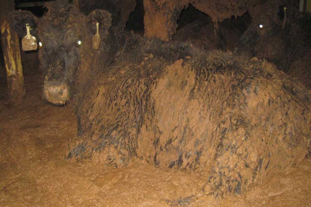 A cattle (cow/bull) sitting on the pen floor onboard a live export ship and is completed covered from head to toe in faeces