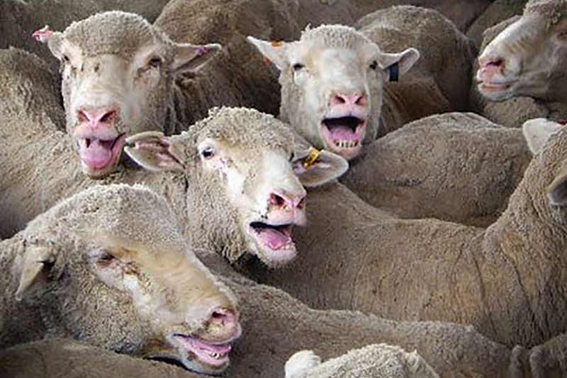Sheep panting heavily onboard a live export ship because of heat stress and overcroded conditions