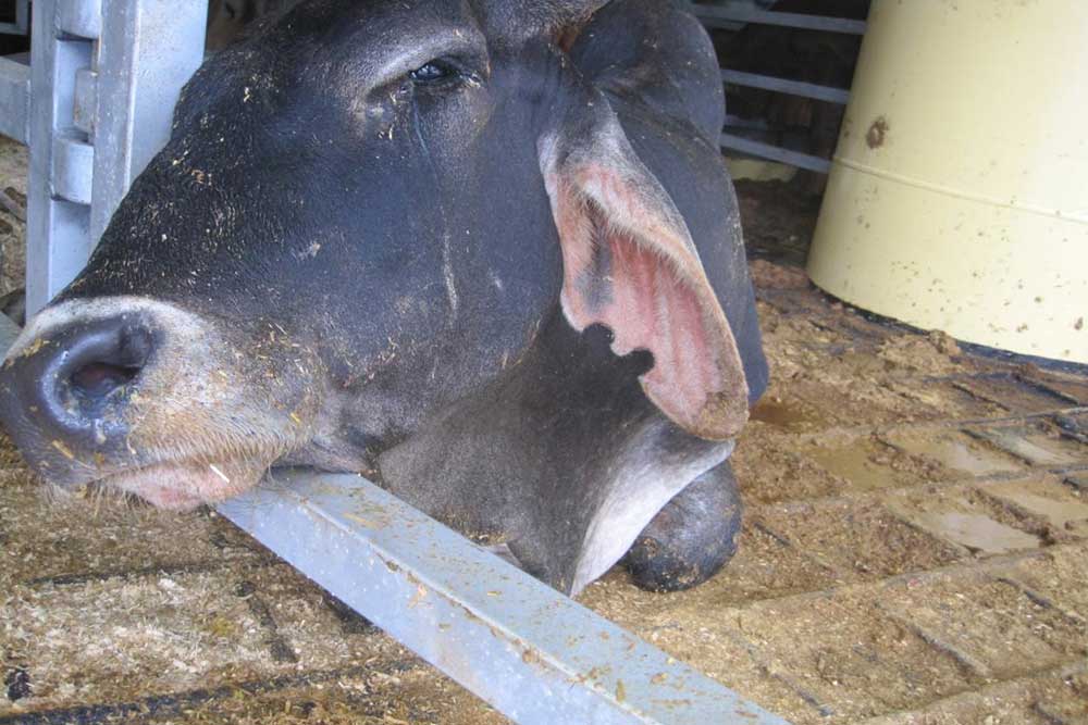 A downer cattle onboard the live export ship