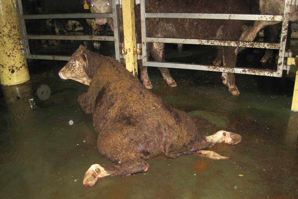A cattle / cow onboard ship with her legs torn apart and unable to stand up