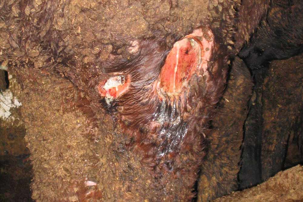 Close up of infection to a cattle onboard a live export ship