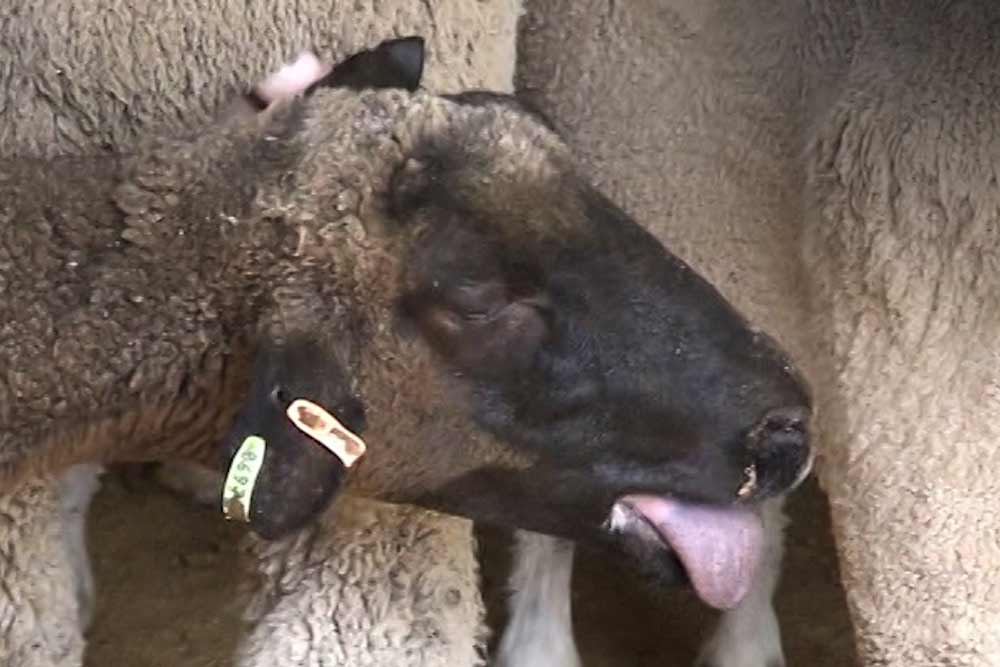 A sheep struggling and panting heavily onboard a live export ship due to heat stress
