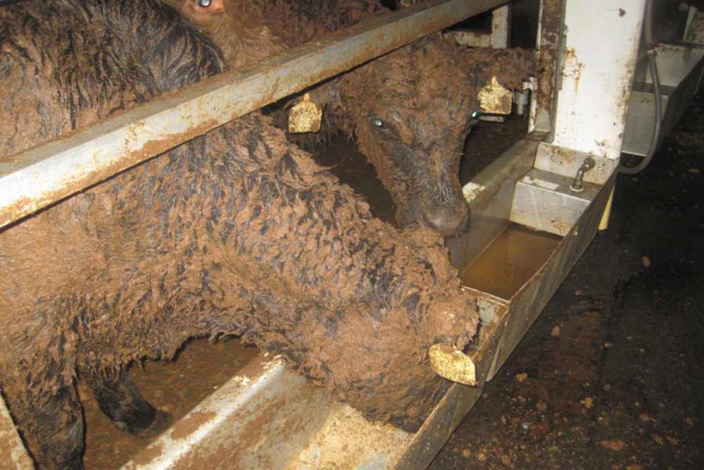 cattle covered in their feaces having dirty looking food and water