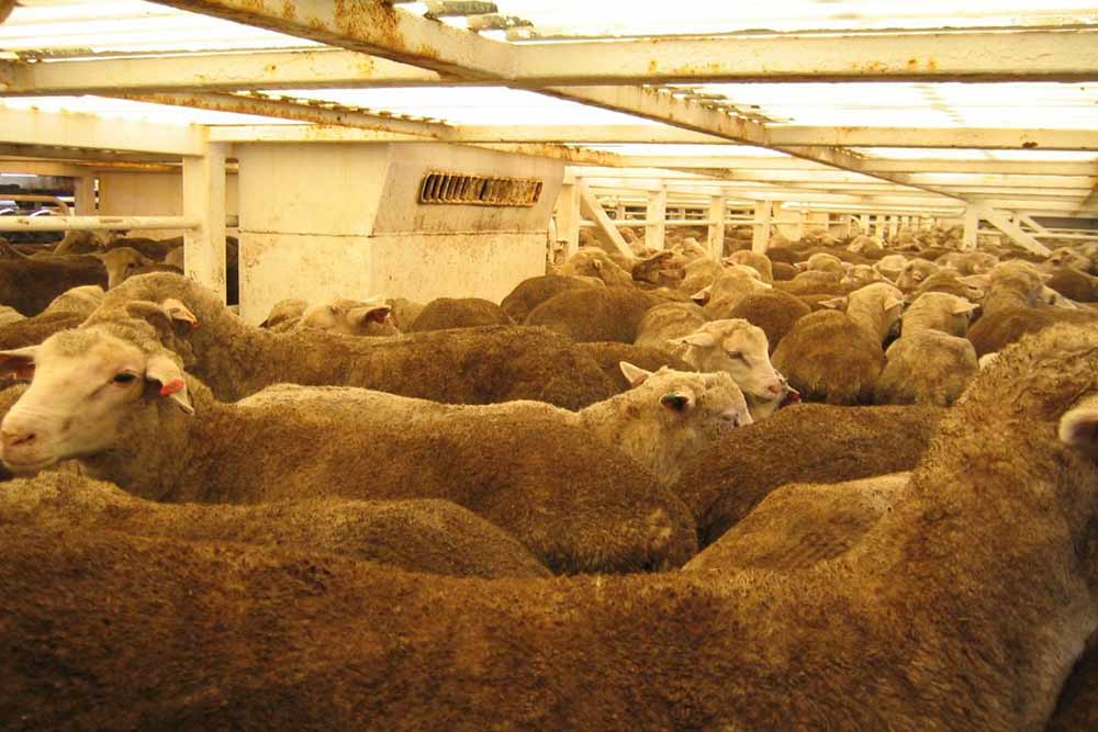 Sheep in overcrowded pen onboard a live export ship