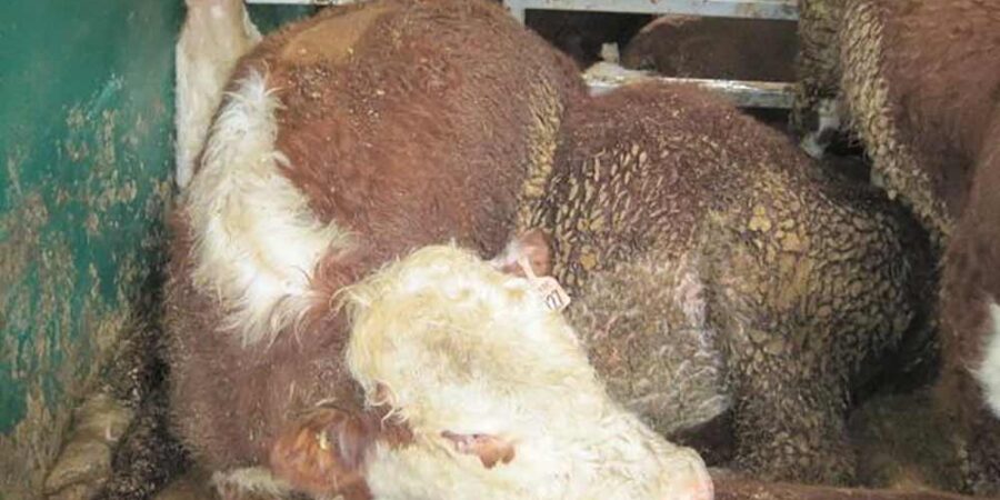 A cattle sitting in overcrowded and filthy environment onboard a live export ship