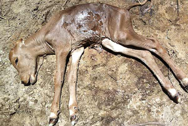 A dead calf onboard a live export ship