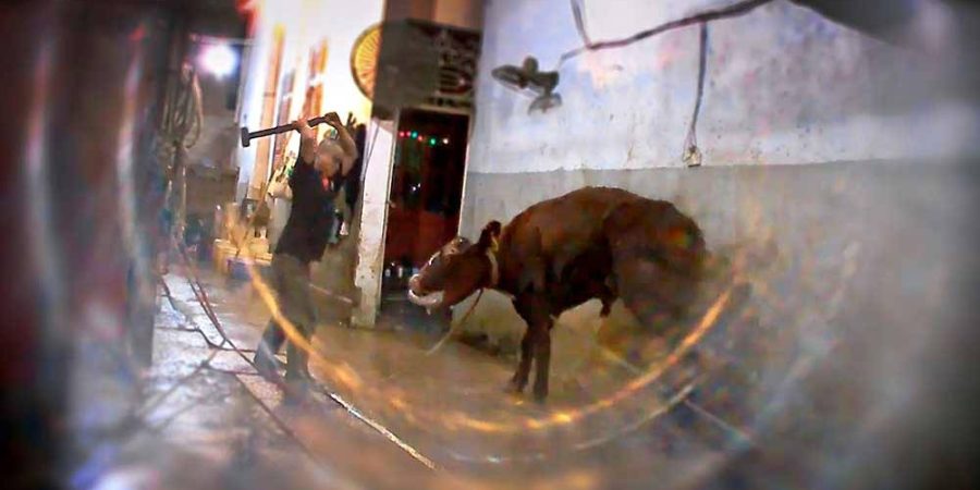Horrific cruelty in Vietnam again shows live export industry can't be  trusted | Animals Australia