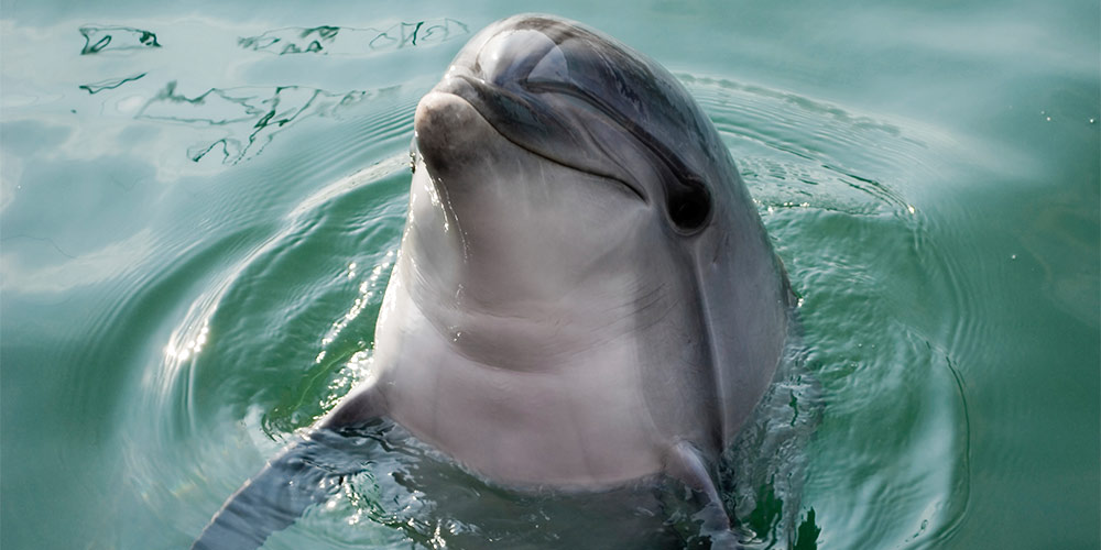 Microbe lustre hver gang VICTORY! Wild dolphins safe from Sea World Australia's overseas parks