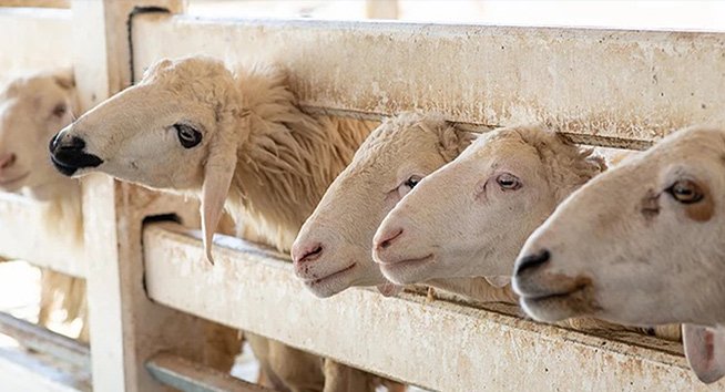 The long hard road to ending live export and why we are determined to do it  | Animals Australia