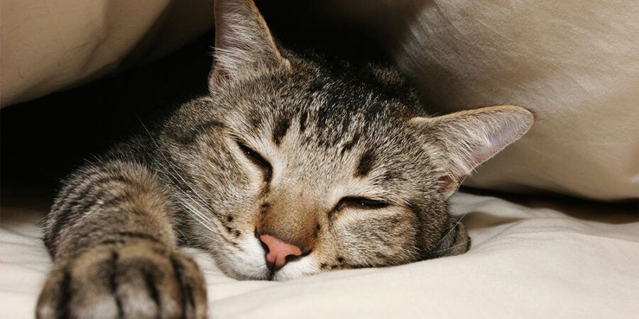 A cat comfortably sleeping on the bed