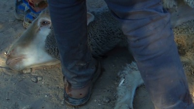 A sheep on ground in jordan