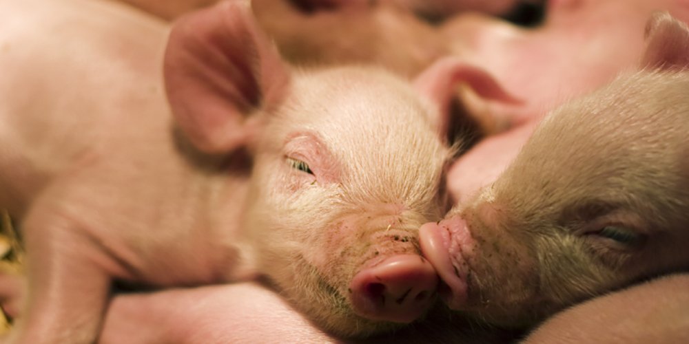 Pigs are highly intelligent and 'sophisticated'