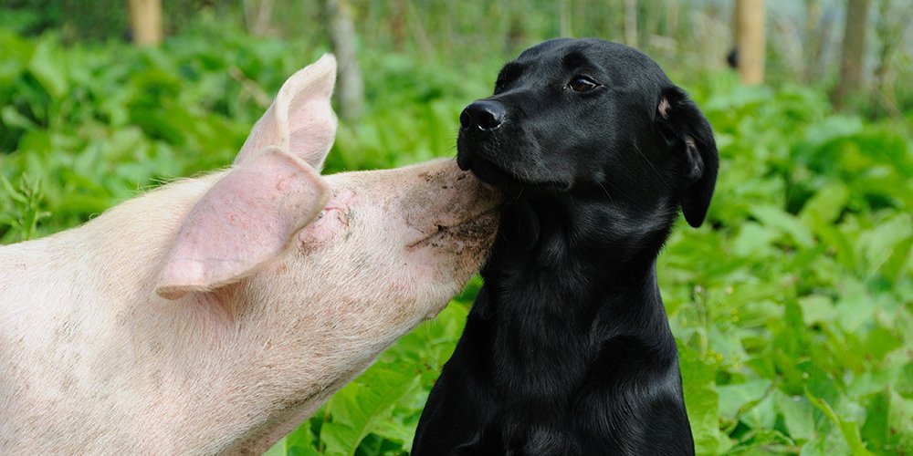 Pigs respond to kindness and love in much the same way as humans do