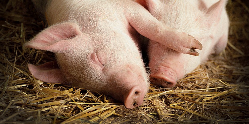 Pigs nurture lifelong friendships