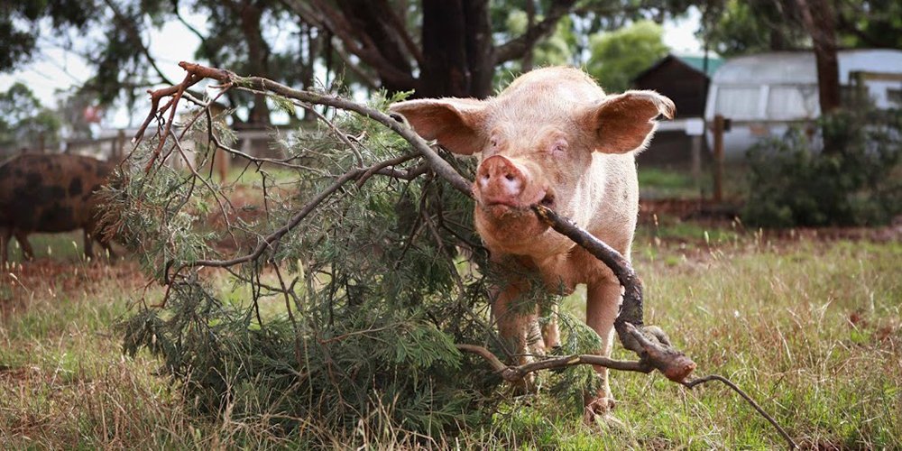 Mother pigs will build a nest for their piglets