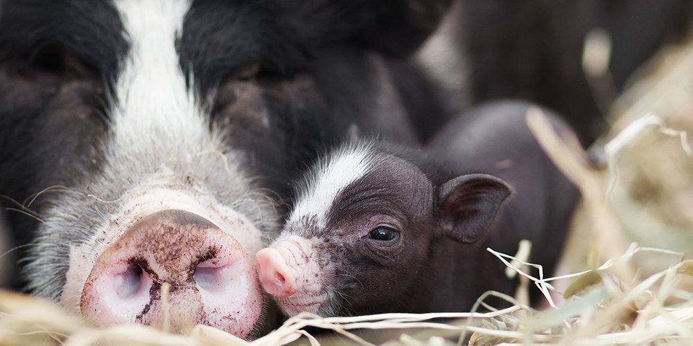 Mother pigs ‘sing’ to their piglets to let them know when it’s dinner time