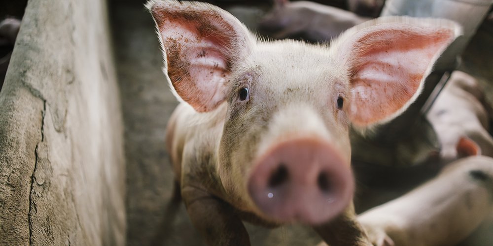 A pig uses their nose in much the same way we use our hands