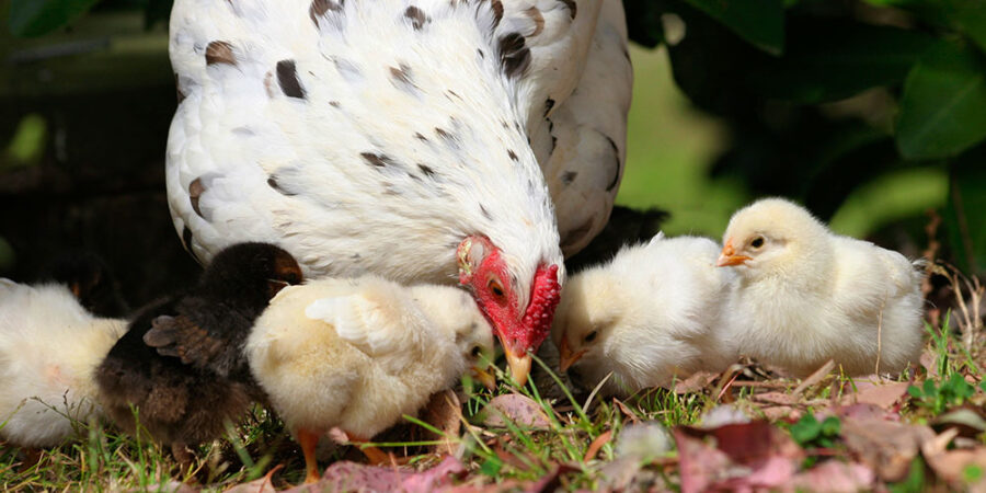 They nail the art of nurturing