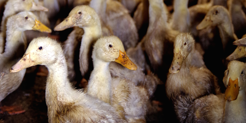 6 animals you might not know are factory farmed. | Animals Australia