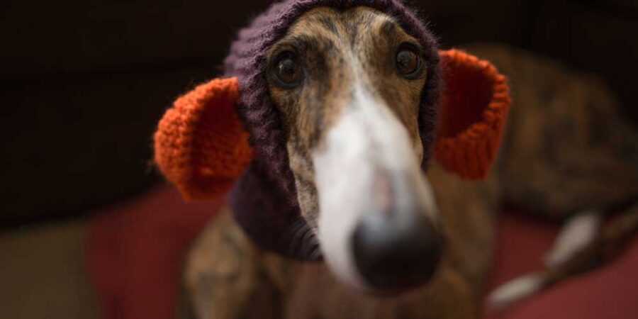 A greyhound dog with its ears and head covered