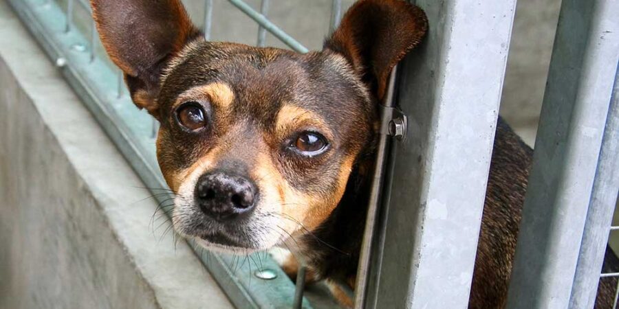 A very sad looking dog looking out of the cage