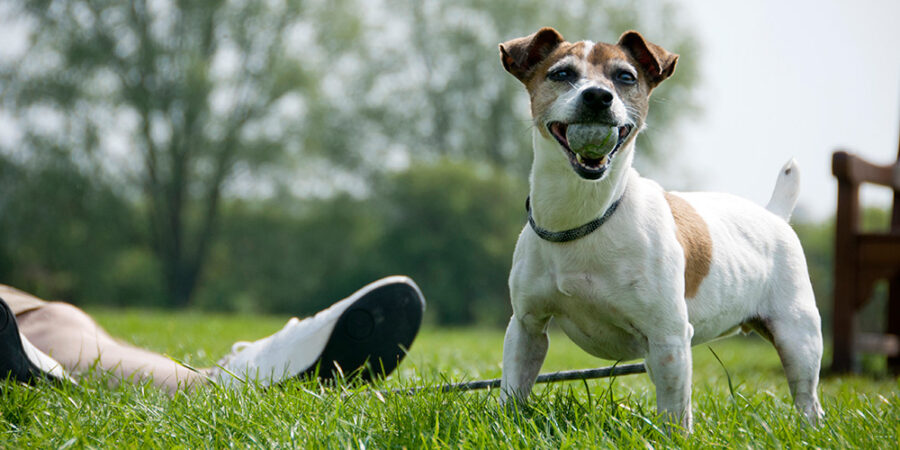 A senior dog on the grass with a ball in its mouth