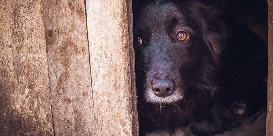 A sad looking dog looking sadly towards camera
