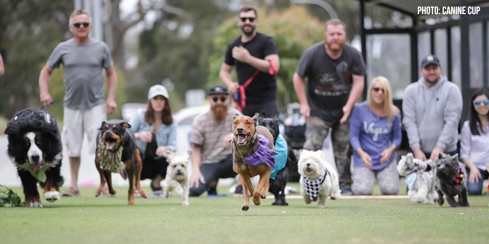 Dogs running in a 'fun run' with their humans in the background.