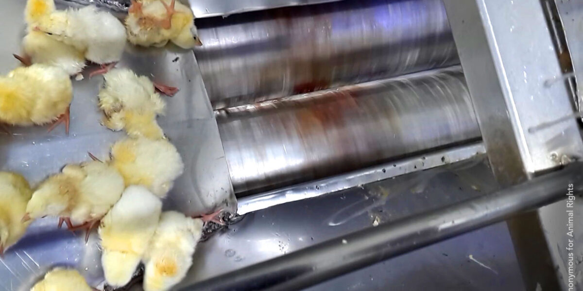 Broiler hatchery