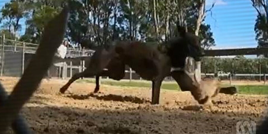 Two Queensland greyhound trainers suspended pending inquiry over race  fixing charges